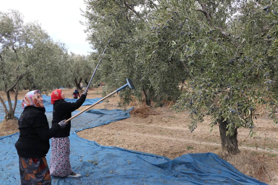 Hasadın bitmesine bir ay kaldı: Günde 105 ton ürün sıkıldı 2
